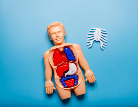 concept of learning human anatomy with body system 2025 01 09 09 01 36 utc